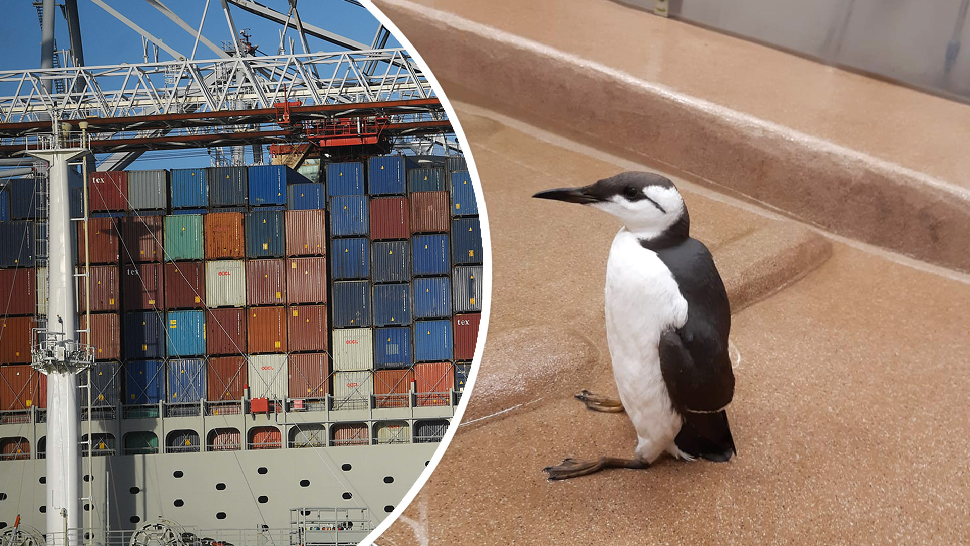Korkeasaari sai ilmoituksen rahtialuksen mukana tulleesta pingviinin näköisestä ”salamatkustajasta” – kukaan ei tiedä, miten nuori reissaaja päätyi aluksen matkaan