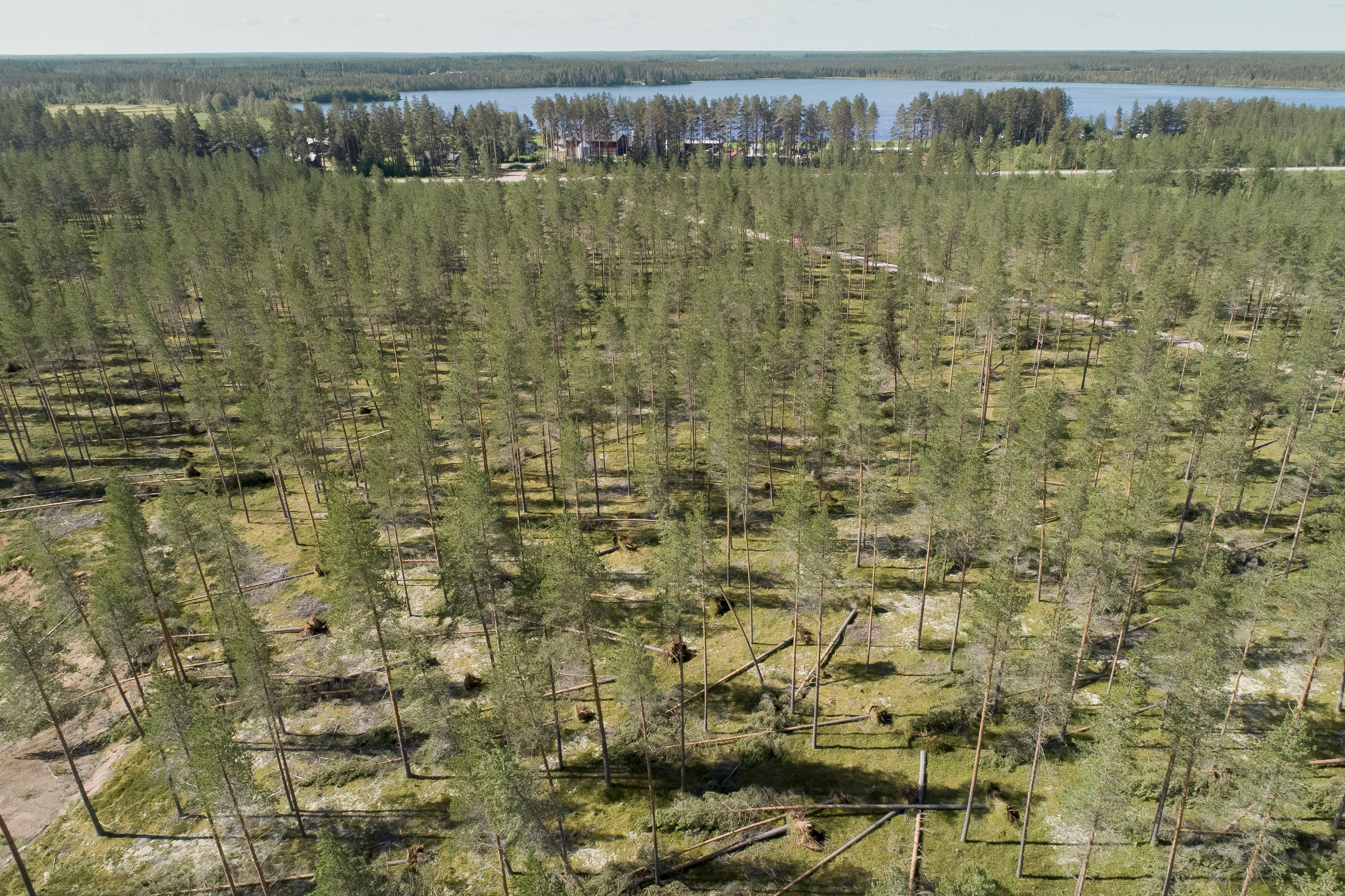 Lumijärven metsätuho
