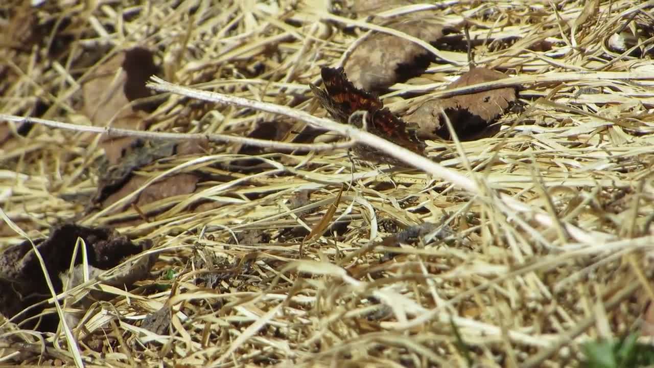 Perhonen paistattelee päivää ja muurahainen häiritsee