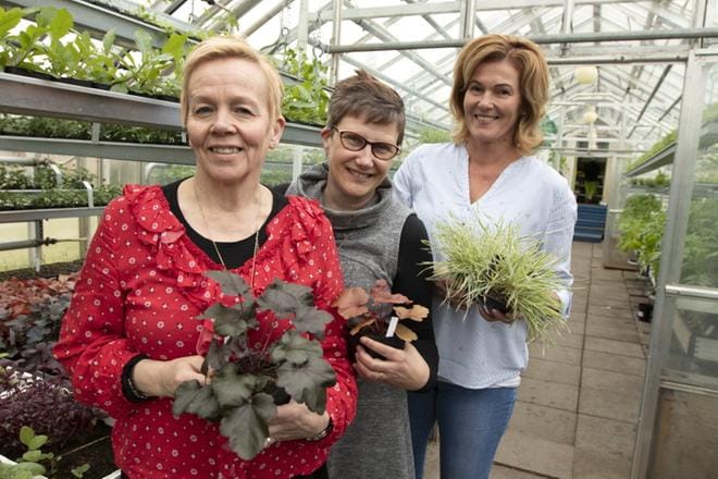 Raija Talvitie (vas.), Mari Rajamäki ja Heli Ketola ovat puuhamassa puutarhamessuja Jokilaakson matkailupuutarhaan aivan Lapuan keskustan tuntumaan. Kasvihuoneessa tarkeni perjantaina. KUVA: JARI KARJANMAA