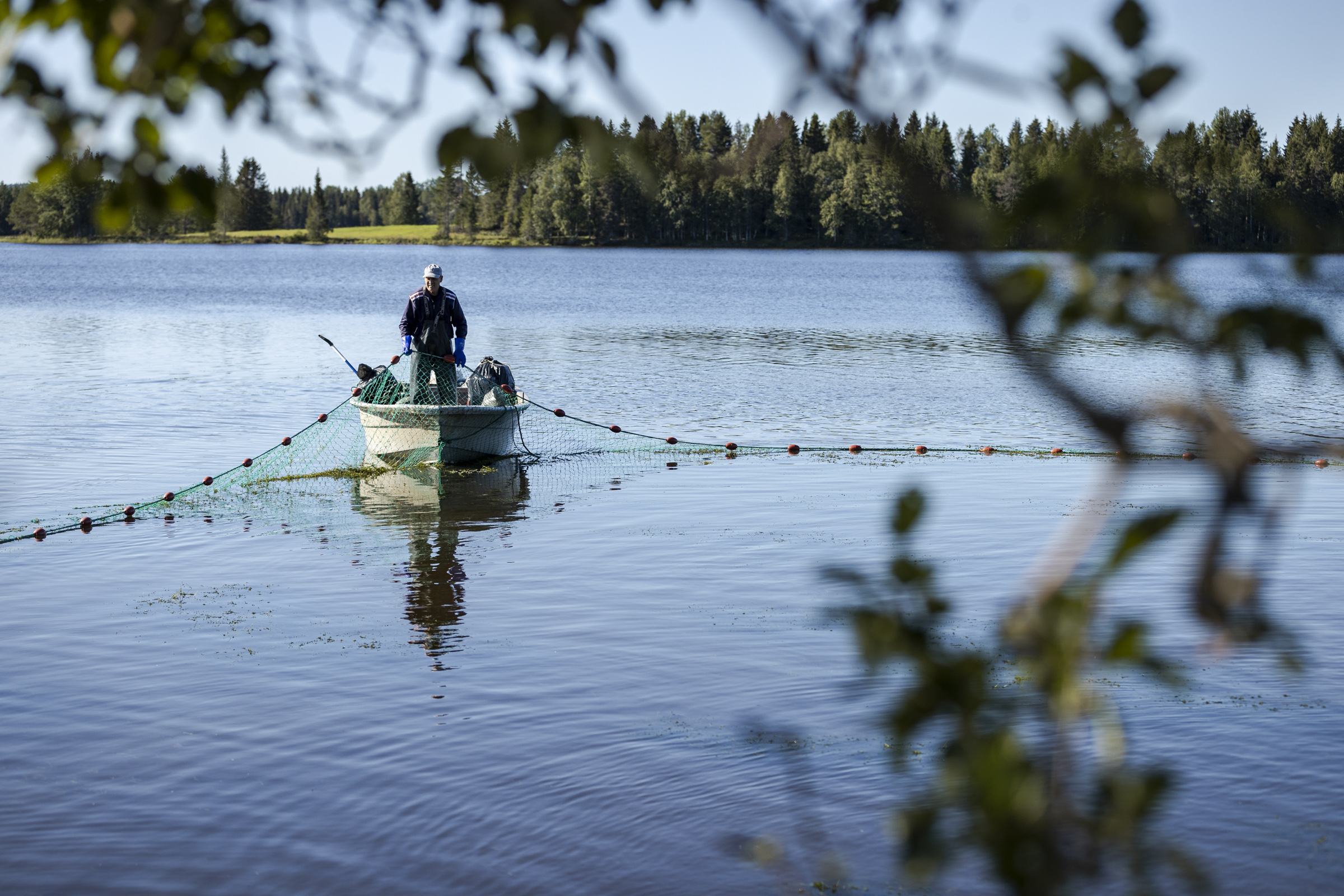 ”Vesirutto on tullut jäädäkseen” – järviä Koillismaallakin vaivaava vieraslaji on monesta syystä hankala, mutta on myös erinomainen elinympäristö kasvi- ja eläinplanktonille