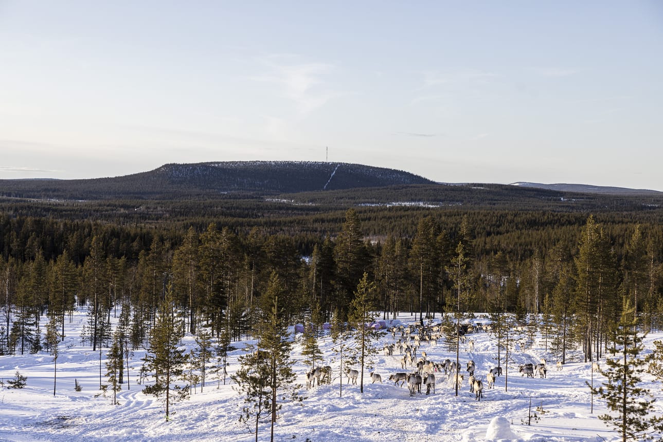 Porolaidunnukseen liittyvät muutokset mäntymetsien juuristossa voivat vaikuttaa myös metsien hiili- ja ravinnekiertoon. Arkistokuva.