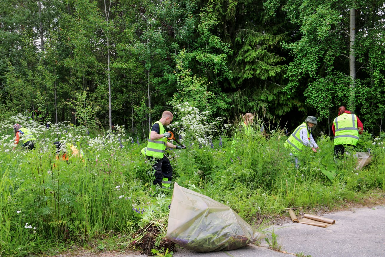 Kerttu haastaa kaikkia torjumaan lupiineja.