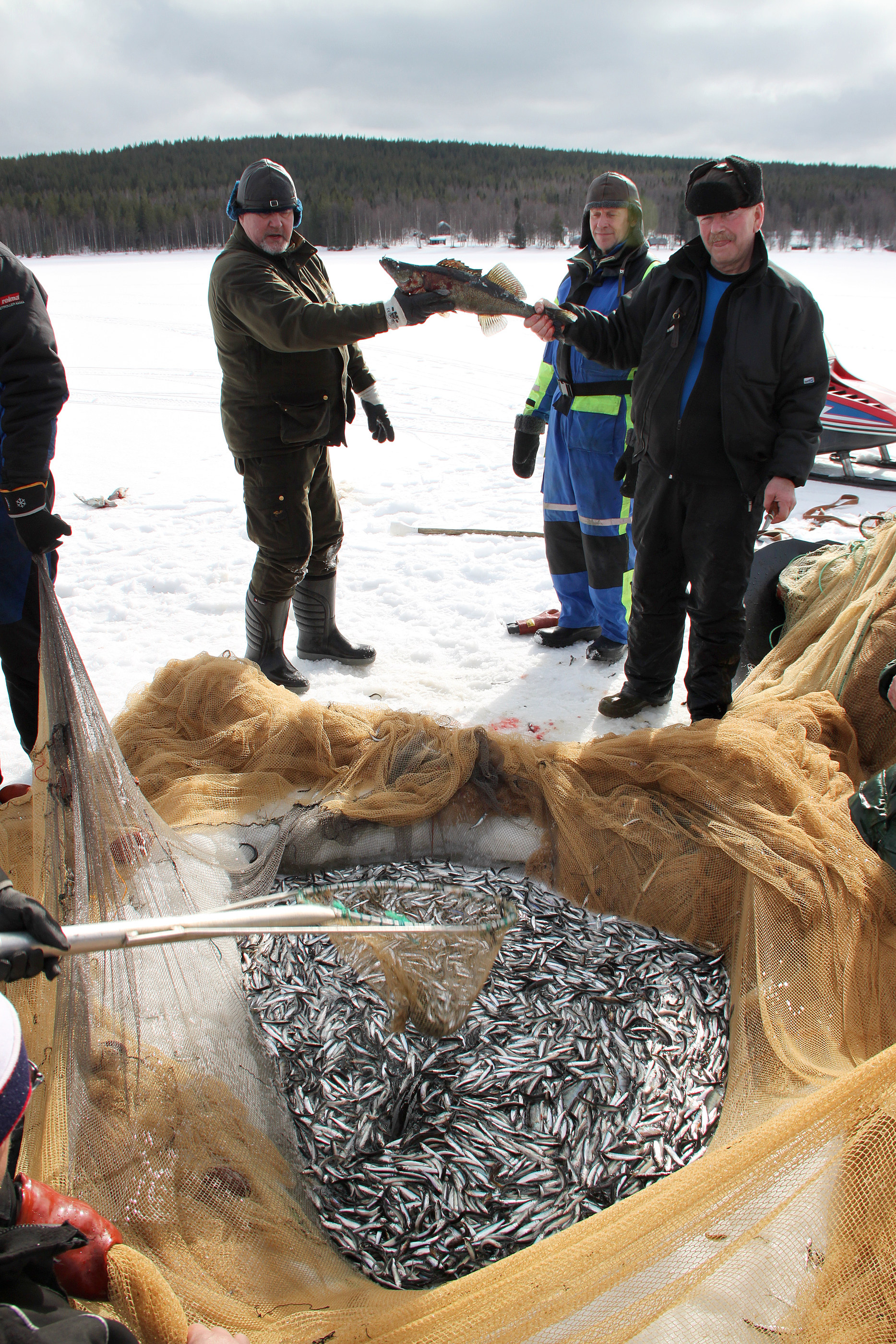 Kiirastorstain nuotta-apajasta nousi muikkua 250 kiloa. Sivusaaliina kymmenkunta ahventa, hauki, kaksi särkeä ja muuan kolmattakilon kuha. Yhtä niistä esittelevät Pekka Lukkari ja Erkki Iinatti.