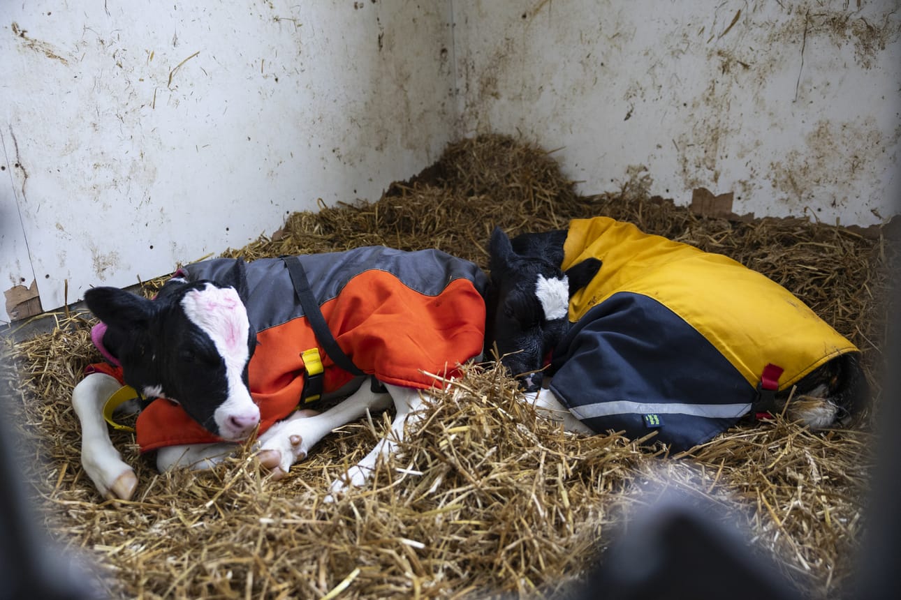 Kajulan tilan kaksosvasikat Agrologi ja Agronomi neljän päivän vanhoina. Synnytys sujui hyvin, mutta myöhemmin emo Tipunen tuli kipeäksi. Tilan isäntä Juho Kajula on koulutukseltaan agrologi ja emäntä Juulia Kajula agronomi.