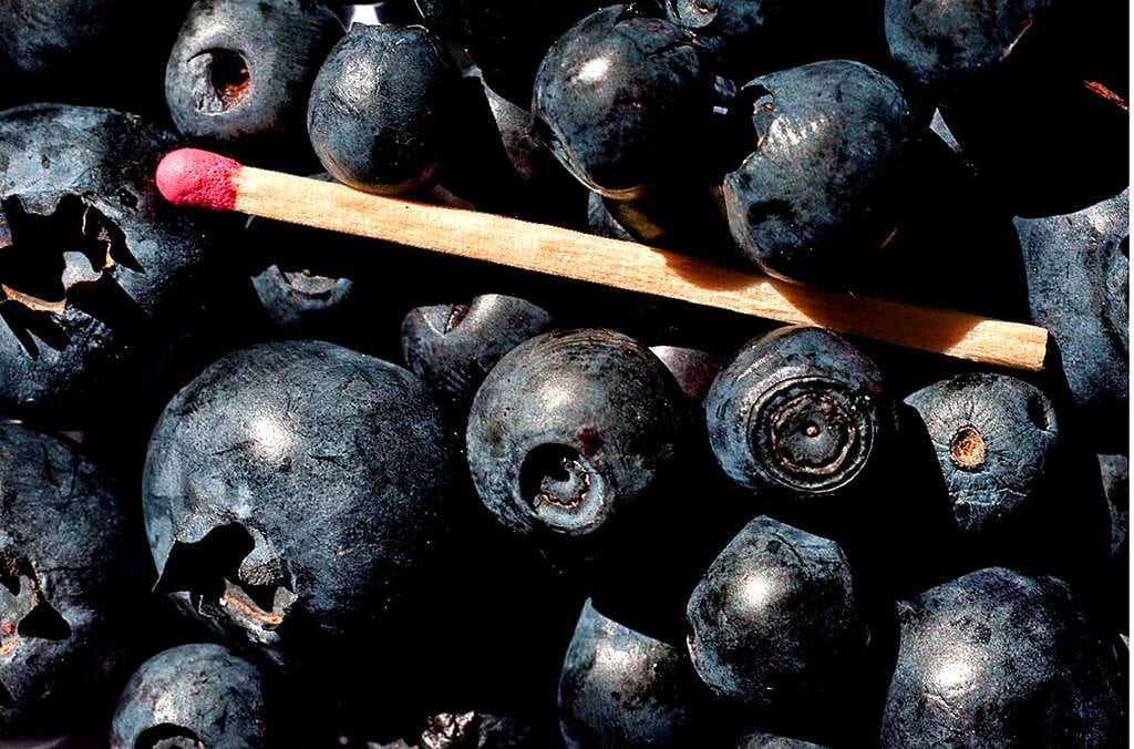 Metsämustikat ja pensasmustikat ovat täysin eri marjoja, joskin sukulaisia keskenään. Kokoeroa näiden marjojen välillä on melkoisesti ja pensasmustikat pysyvät paremmin kiinteinä.