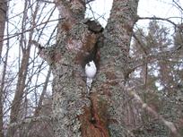 Kevään merkki puussa
