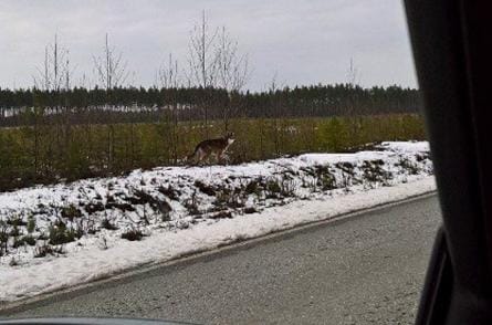 Tutustuuko susi tässä myynnissä olevaan Menkijärven lentokenttään? Kuvat: Pentti Mäkelä