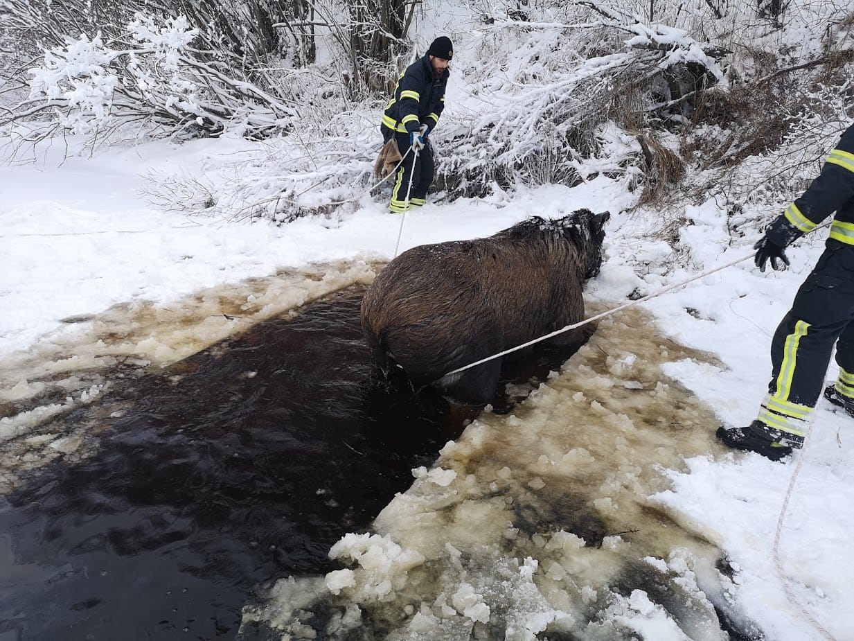 Hirvi kiskottiin ylös jäistä maanantaiaamuna Rantsilassa.