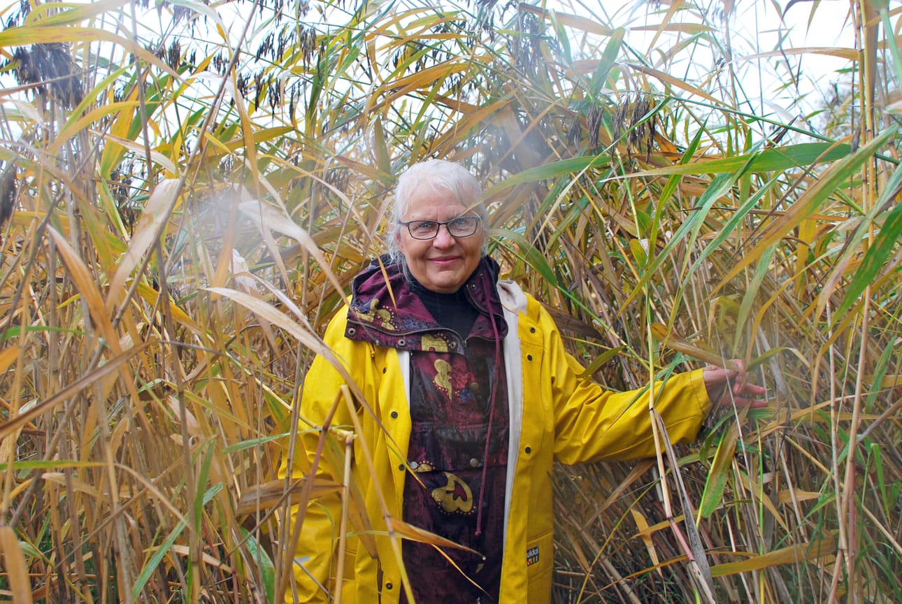 Suomenselän Luonnonystävät ry:n sihteeri Terttu Rajala sukelsi kotirantansa järviruokoihin.