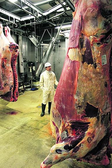 Toimitusjohtaja Sakari Haataja esittelee teurastamon työn tuloksia. Tyypillinen naudanruho painaa noin 300 kiloa.
