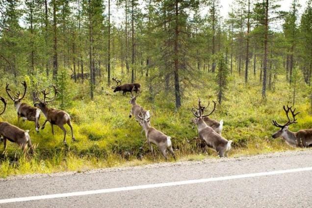 Porojen hyvät talvilaitumet ovat vähentyneet. Syitä tähän ovat muun muassa metsätalous, muu maankäyttö ja ilmastonmuutos. KUVA: Jonny Hollmén
