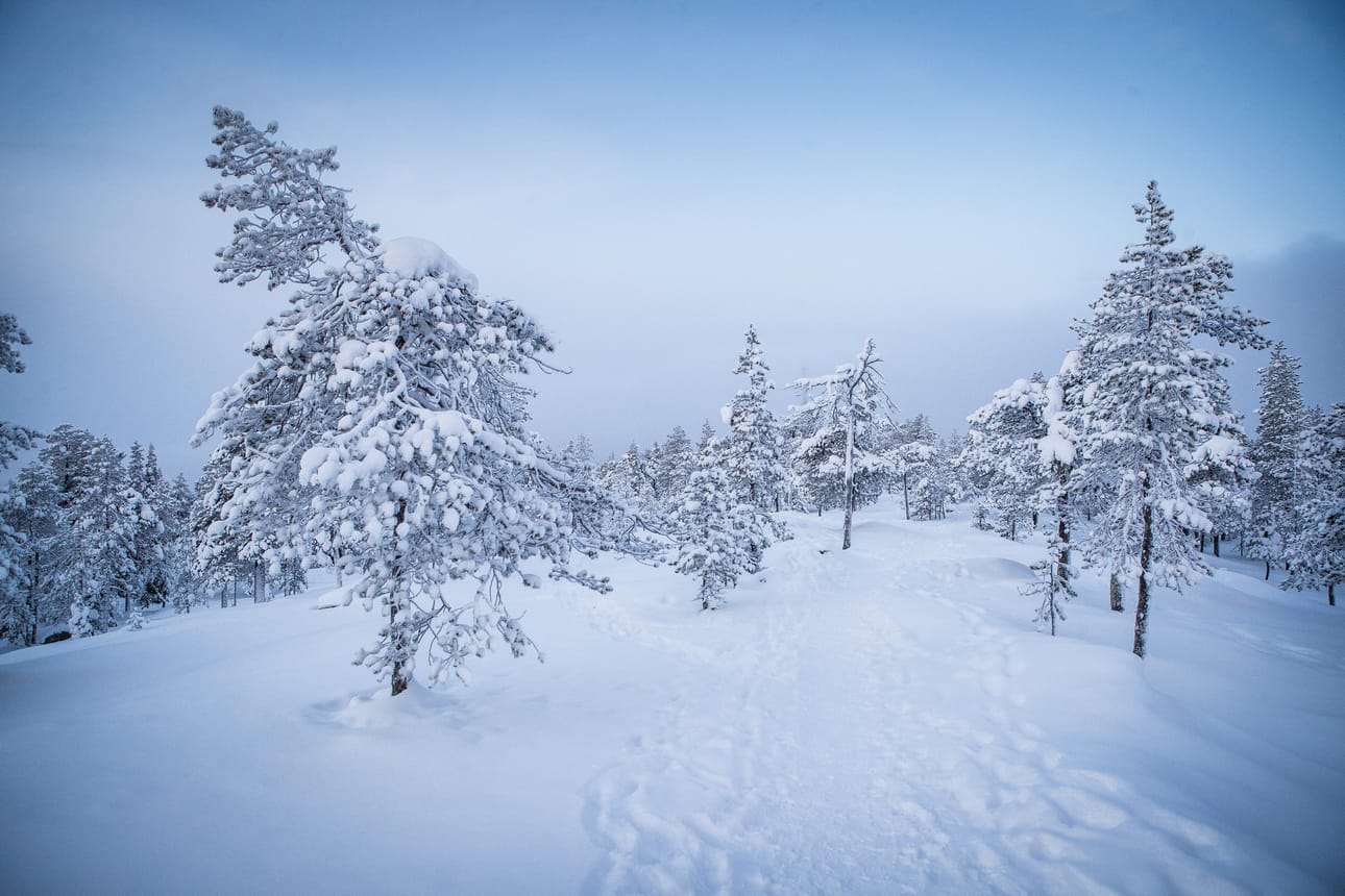 Etsijät ovat käyneet läpi laajan alueen Ounasvaaralla. Kadonnutta ei ole löydetty.