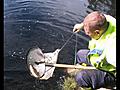 Puronieriää istutettiin Sanginjoella