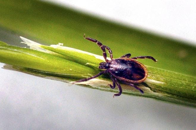 Punkin purema ei tarkoita automaattisesti tautia, sillä kaikki punkit eivät kanna mukanaan puutiaisaivokuumevirusta tai borreliabakteeria. KUVA: JUHA SALLINEN