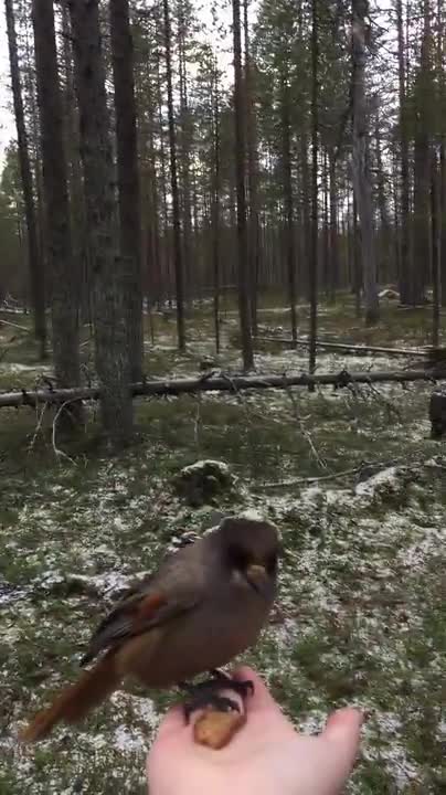 Kuukkeli kävi hakemassa kädestä syötävää