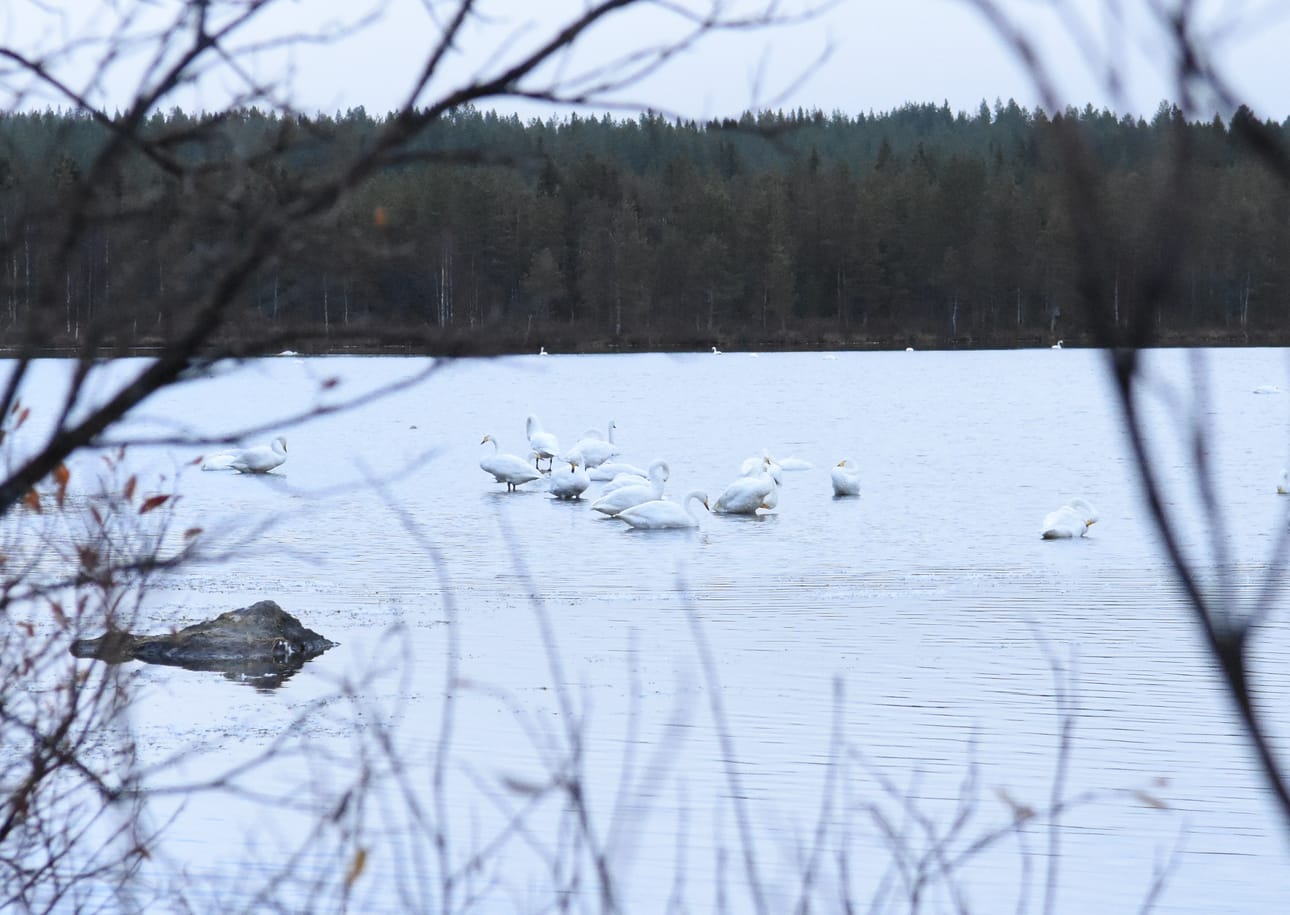Joutsenia näkee hyvin helposti Nissinjärvellä. Vieressä on levike, johon voi jättää auton.