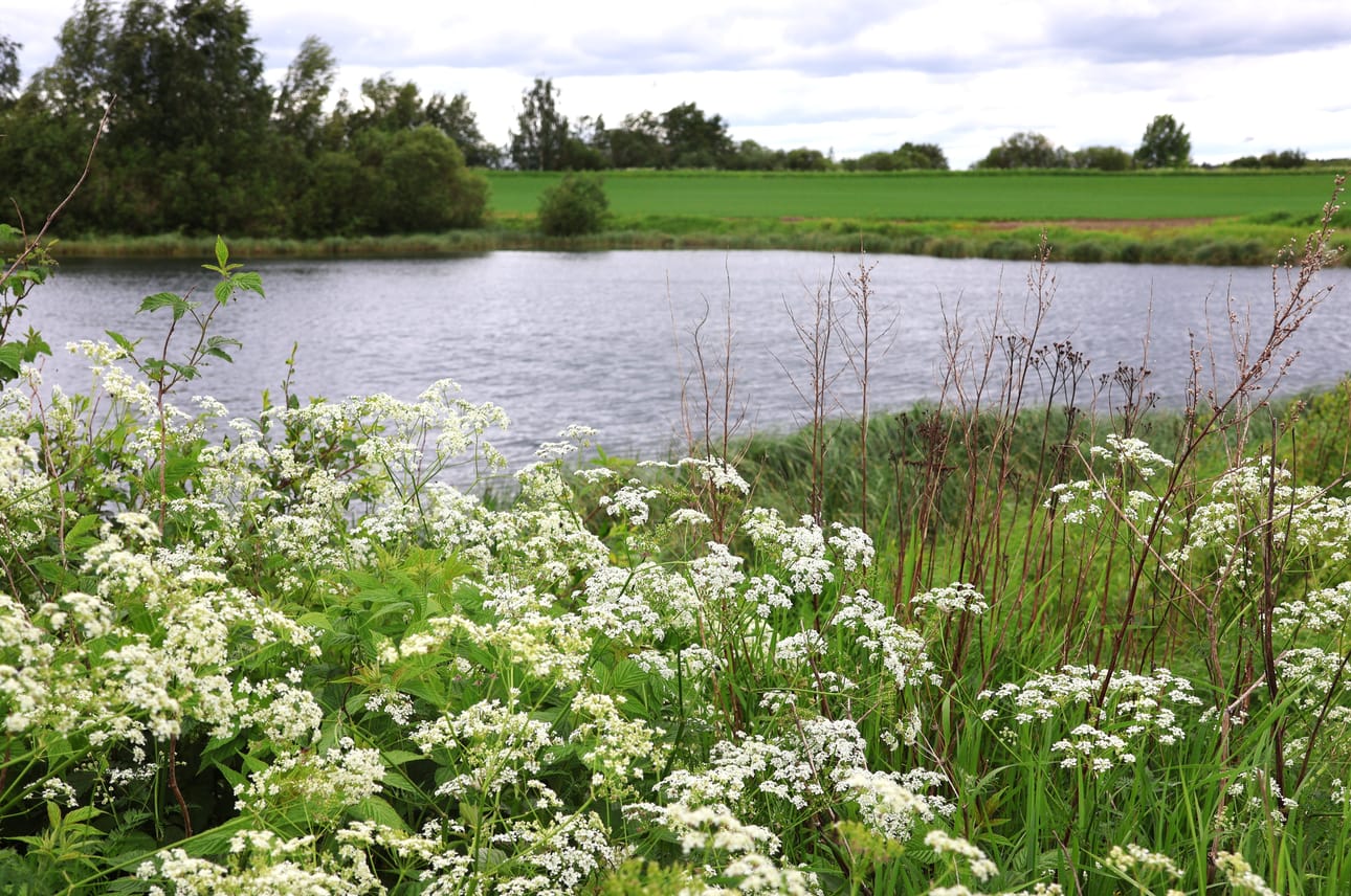 Kirjoittajan mielestä luonnon ja eläinten normaaliin elämään ja käytöstapojen muokkaamiseen ei tulisi sekaantua. Hänestä on vaikea ymmärtää, miksi eläimiä varten tulisi kaivaa lisää kosteikkoja.