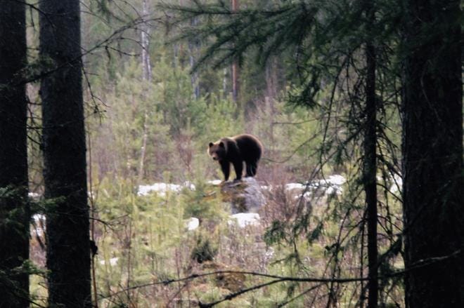 Karhun kohtaaminen luonnossa on harvinaista. Martti Kontola kuvasi tämän karhun Sapsalammilla 17. huhtikuuta 2011. KUVA: VIISKUNNAN ARKISTO