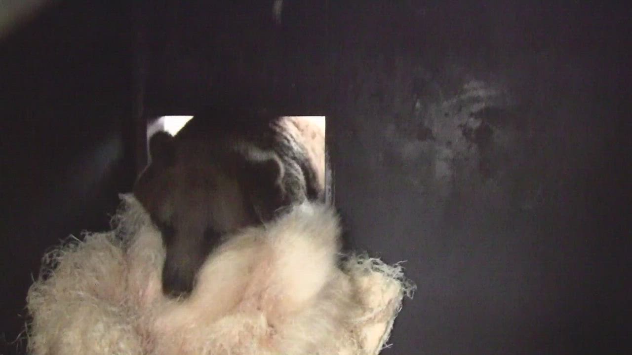 Kuusamon karhut pöyhivät talvipesää kuntoon