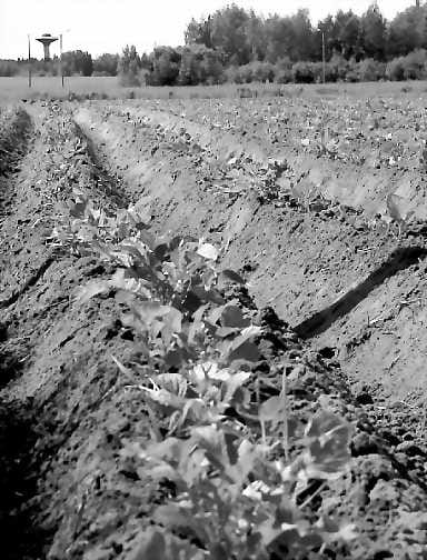 Potatopolis pohjoiseen . Tulevan syksyn aikana nähdään, kasvaako Siemenperunakeskuksen yhtiöittämisessä ja alan tutkimustoiminnan keskittämisessä laajempaan perunan osaamiskeskittymään.