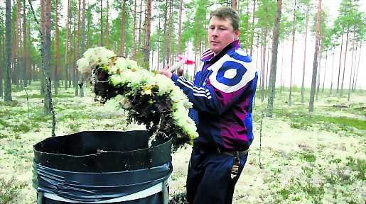 Talikolla. Jäkälän nosto onnistuu hyvin talikolla, kehuu vuotoslainen poromies Jari Pulska muhoslaisessa metsässä.