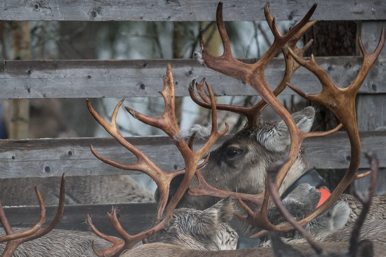 Hälytys sarvistaan juurakkoon kiinni jääneestä porosta tuli sunnuntaina aamulla hieman kello kymmenen jälkeen. Arkistokuva.