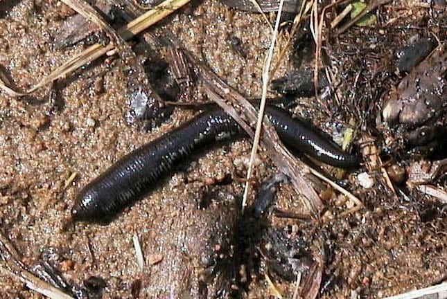 Hevosjuotikasta on löydetty muun muassa Pyhäjoesta.