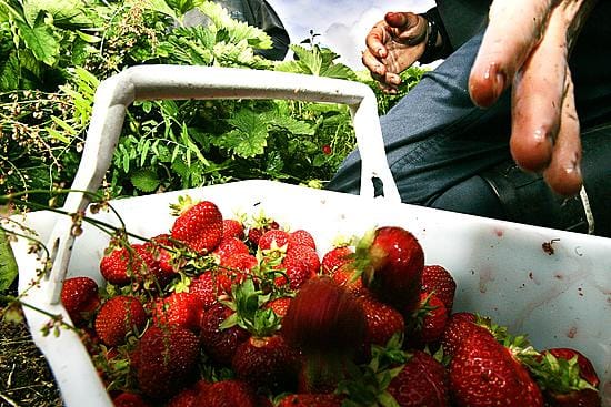 Viranomaiset valvoivat elokuussa tehostetusti maatalousalan kohteita, muun muassa marjatiloja. Arkistokuva.