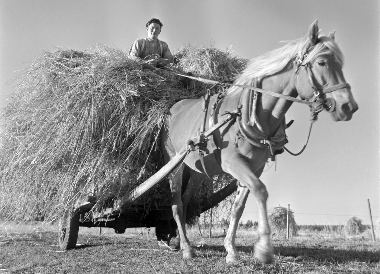 Kauran korjuuta 1950-luvulla. Pitkään ajateltiin, että viljanleikkuun aloittaminen oli kunniallista vasta Ollin päivän jälkeen.