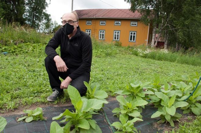 Antti Pellonpää uskoo kasvattavansa haitattomampaa tupakkaa, kun viljelee sitä luomuna. Tupakka-asiantuntija on eri mieltä. KUVA:MINNA HIIRONEN