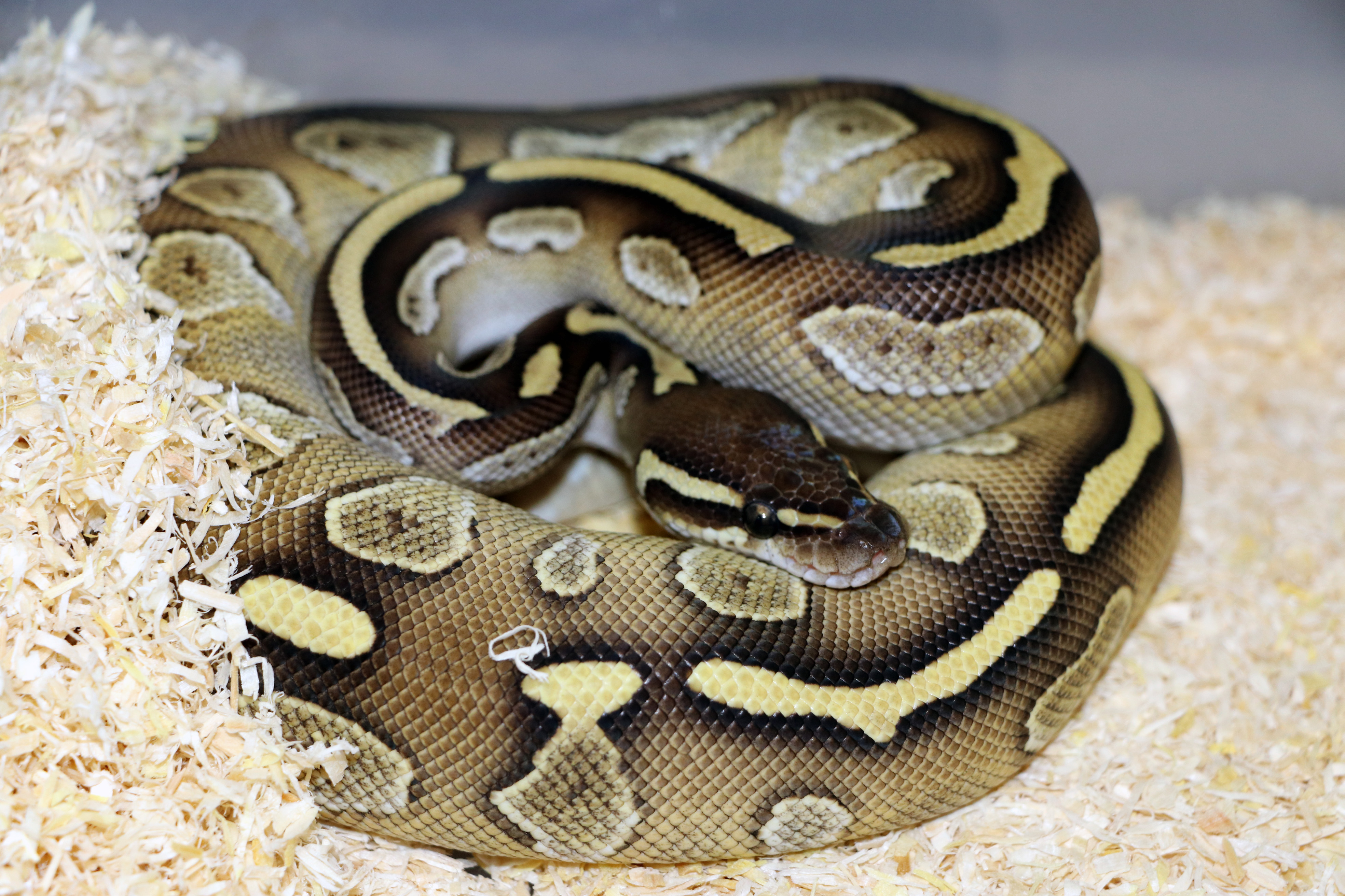 Lesser python (vasemmalla), black head butter (ylhäällä) ja butter pastel puma ovat näiden värimuotojen nimet.