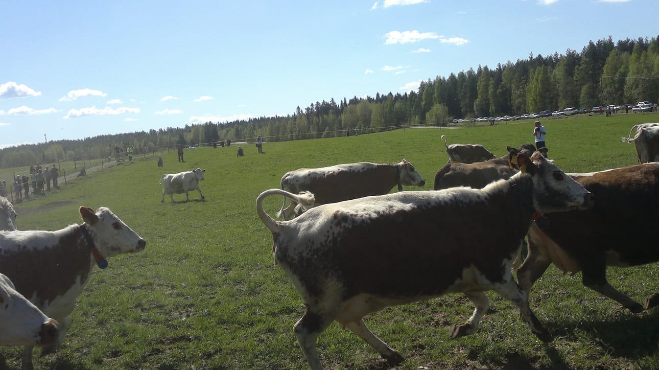 Laidun vain pöllysi, kun kyyttölauma säntäsi kesän viettoon. Kyyttö tarkoittaa itäsuomenkarjaa.