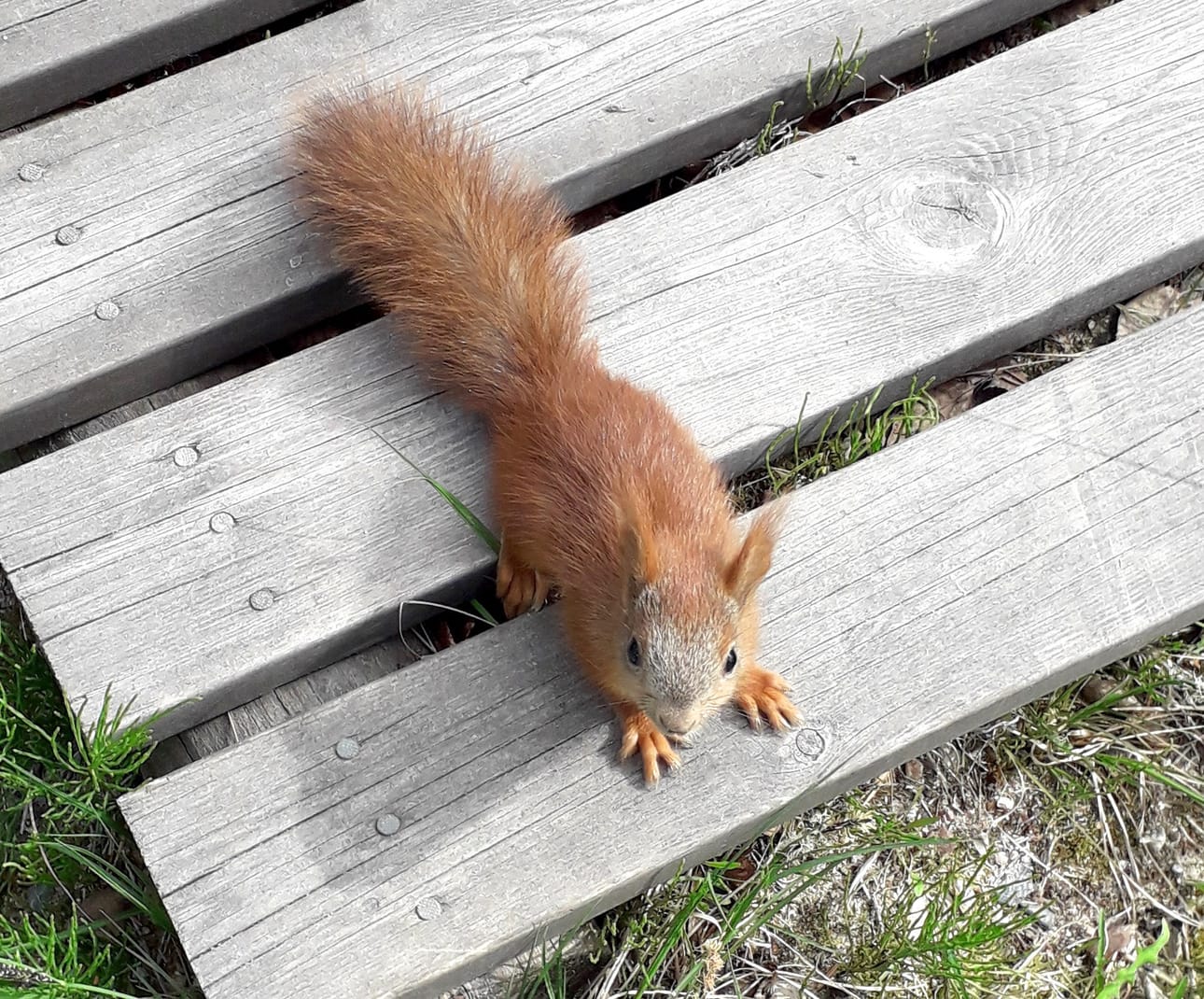 Mökkipihan utelias uusi asukas.
