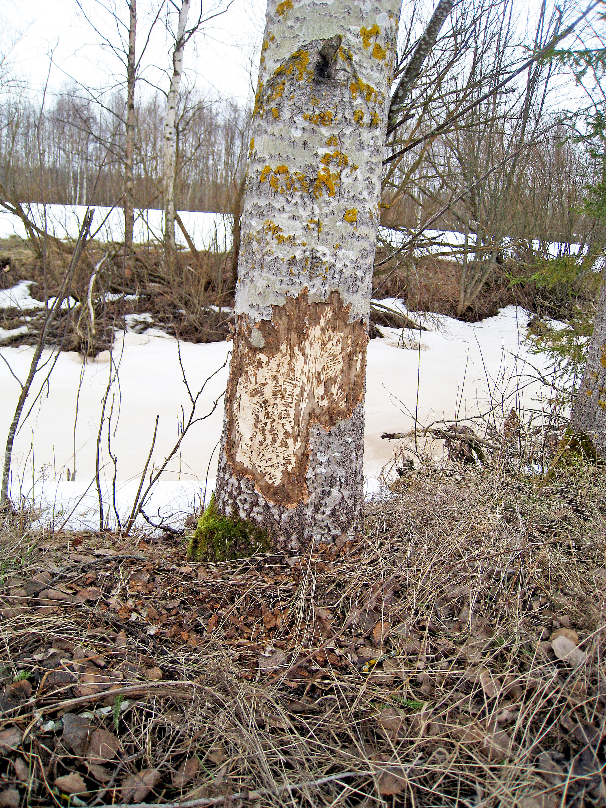 Majava on osannut kaataa puun joen suuntaan.