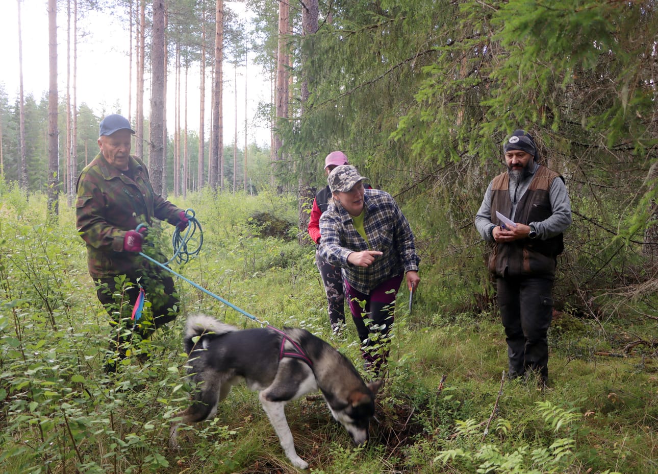 Robi-koira on kokeen lähtömakauksella Kari Uusitalon pitämissä valjaissa. Koearvostelija Sari Änäkkälä osoittaa Uusitalolle jäljen suunnan, taustalla ylituomari Toni Tunkkari ja oppaana toiminut Maija Myllyniemi.