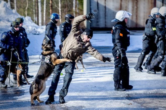 Poliisikoira nappasi mielenosoituksessa häiriköivän henkilön. Harjoituksissa koirilla on kuonokopat. KUVA: PAULA KASKIMAA
