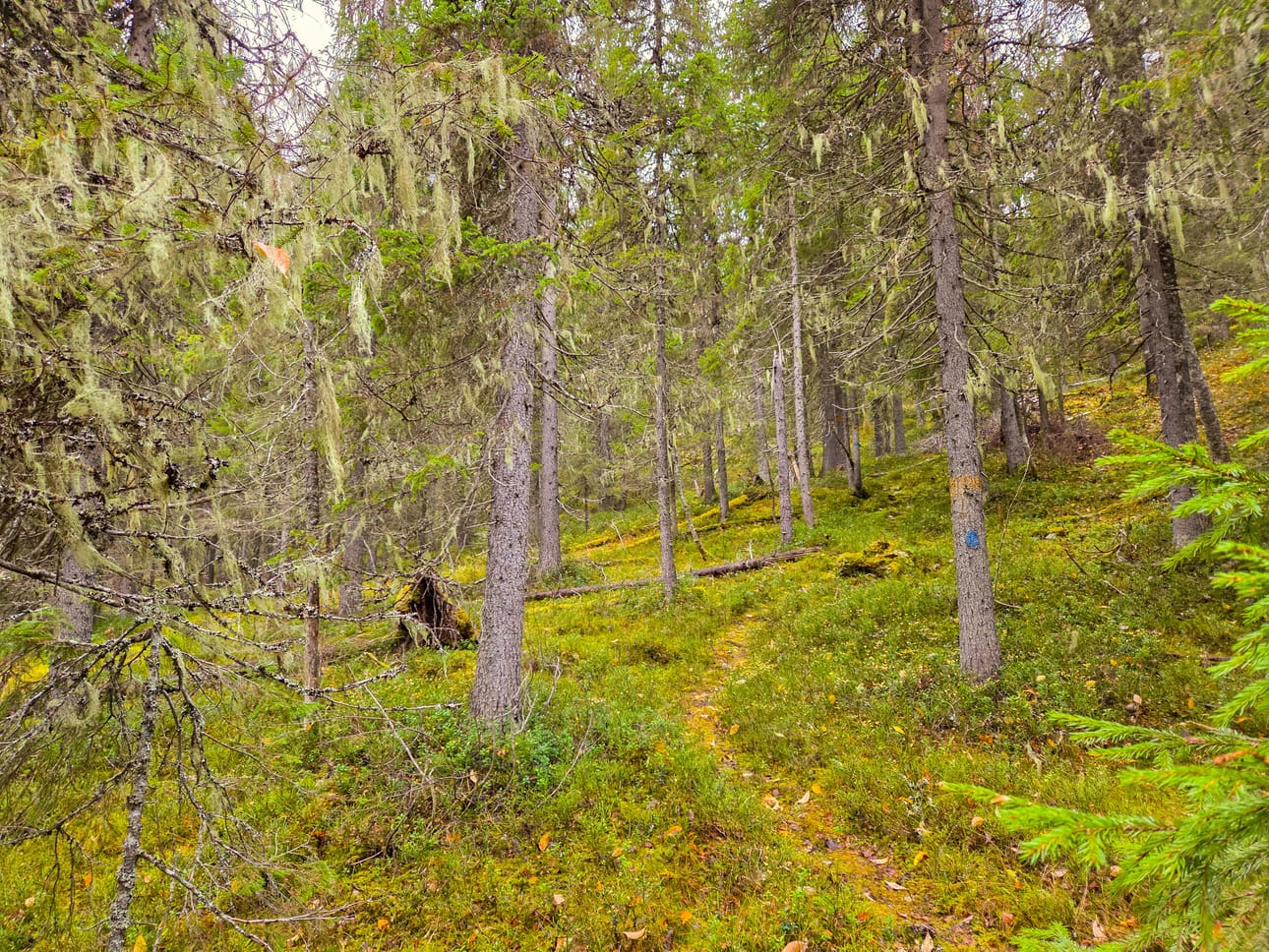 Naavapartaiset kuuset tervehtivät retkeilijöitä Siikavaaralla.