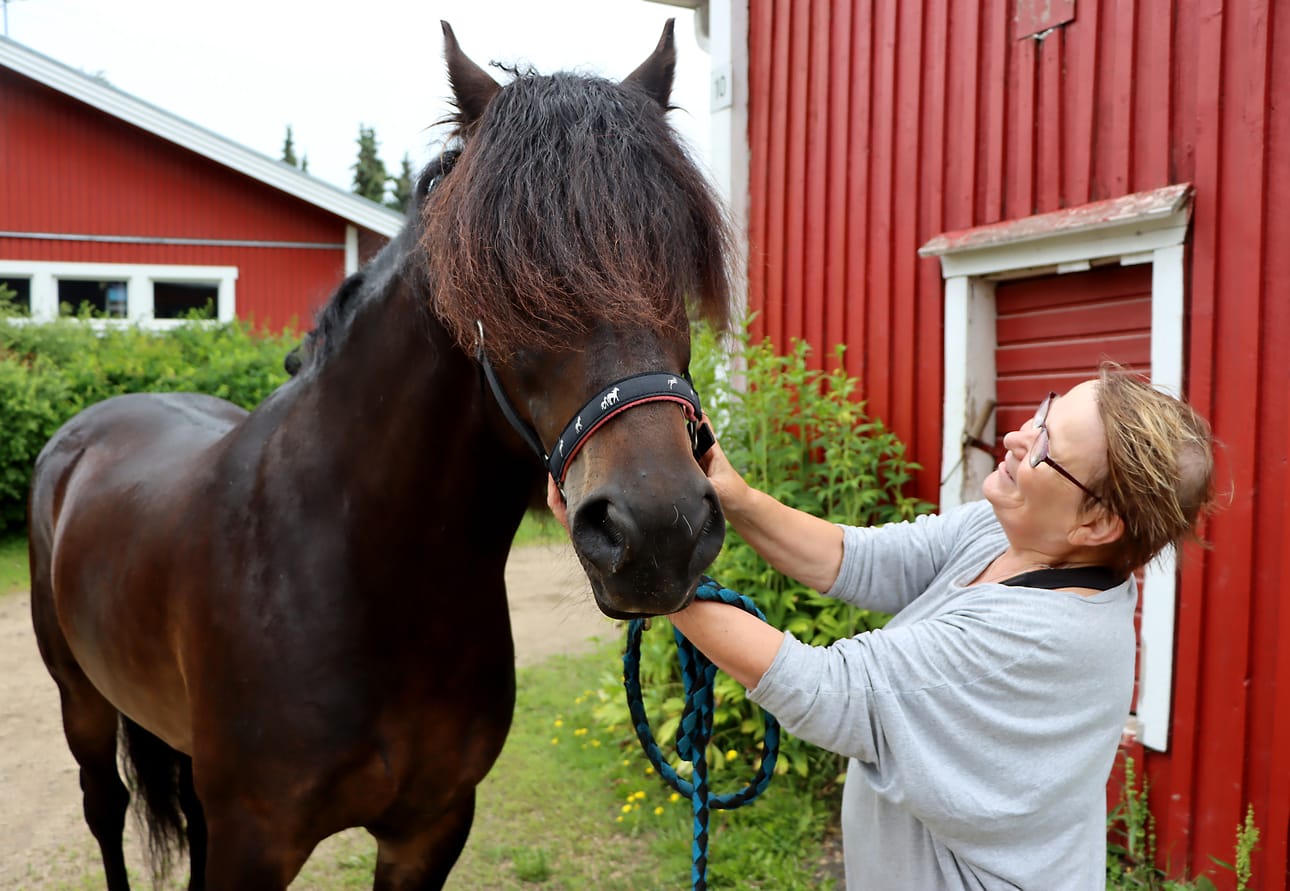 Jaana Tikkala kertoo, että Bonus Diamant on saanut Niemenkylään tultuaan huilaustauon. Norjasta lähtöisin olevan ravurin tavoitteellinen harjoittelu alkaa syksyllä.