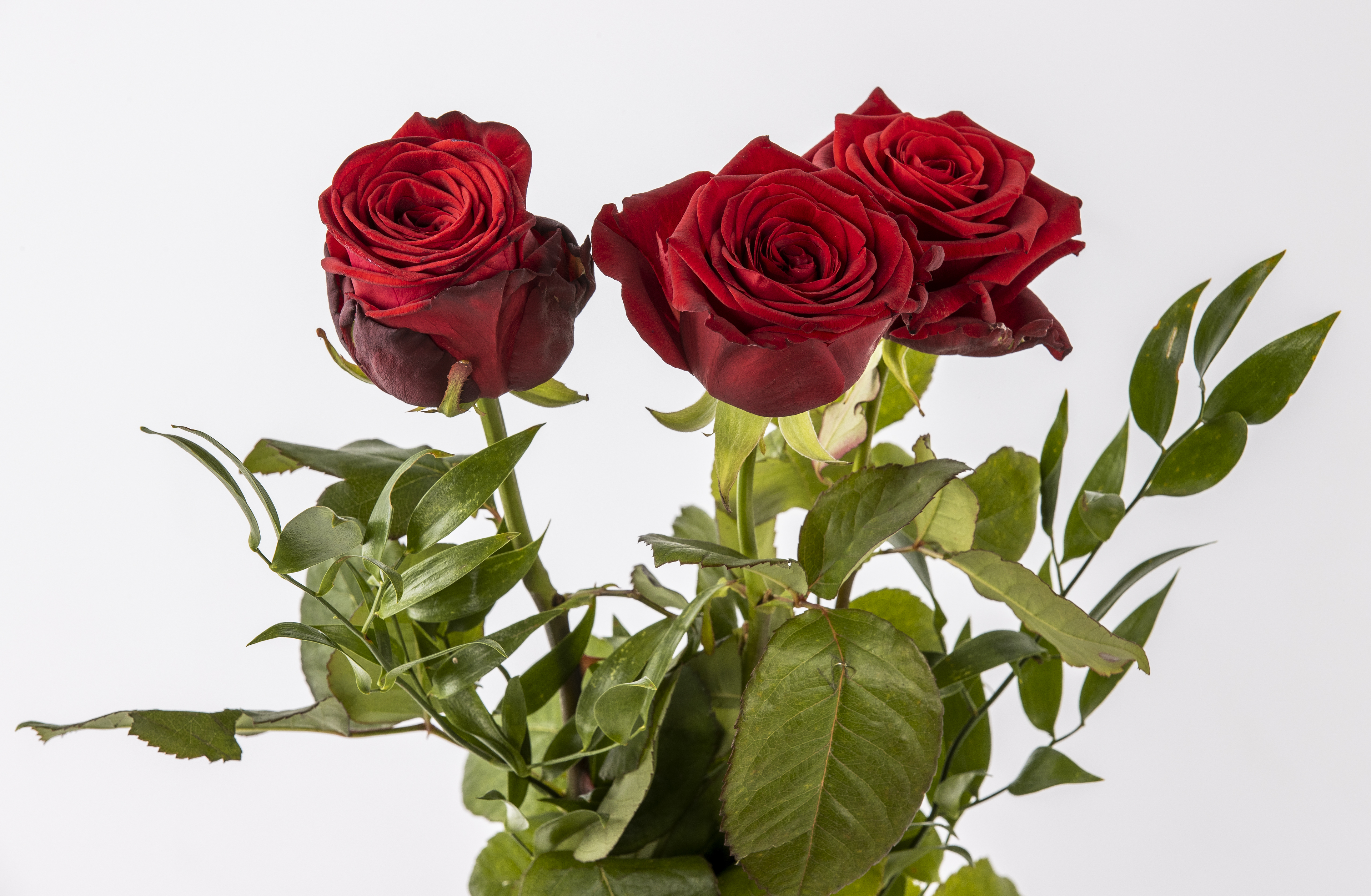 Seinäjoen ammattikorkeakoulusta valmistui uusia osaajia