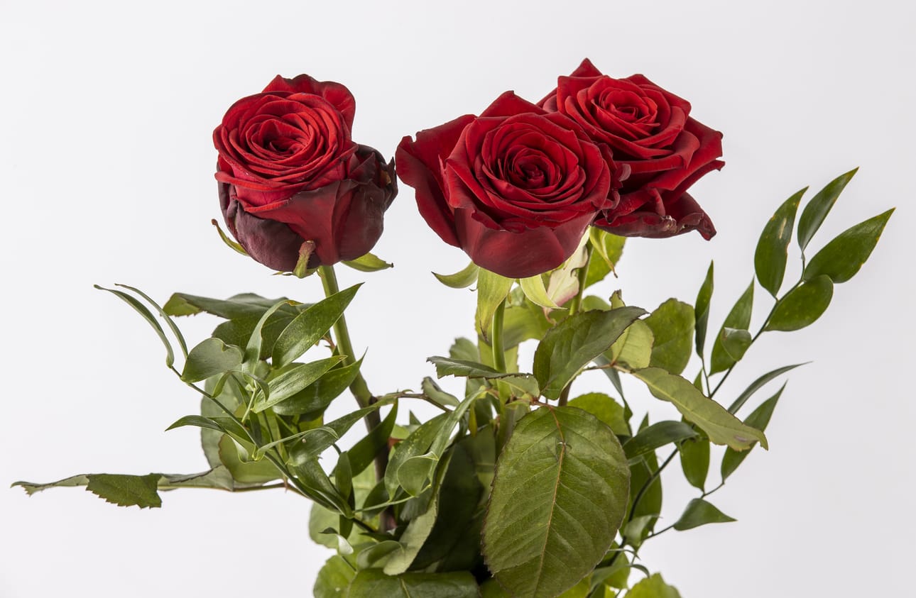 Järviseutu onnittelee valmistuneita!