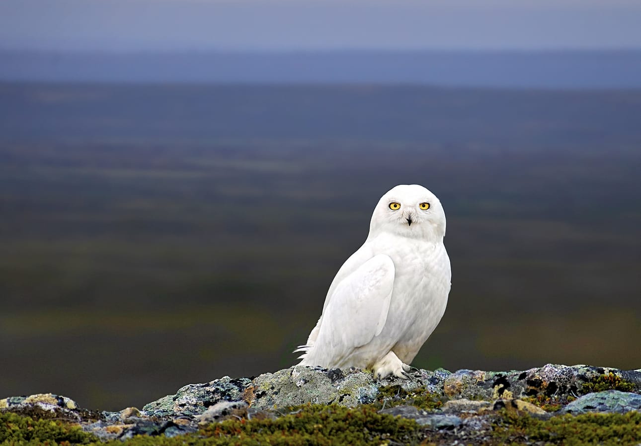 Kuvan tunturipöllö on oululaisen luontokuvaaja Jorma Luhdan ikuistama.