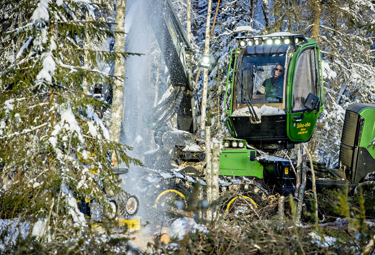 Tuukka Rantakangas kaataa metsää Metsätyö Siika-ahon hakkuukoneeella Juurussuolla. Kemin tehdasinvestointi tuo alalle lisää töitä.