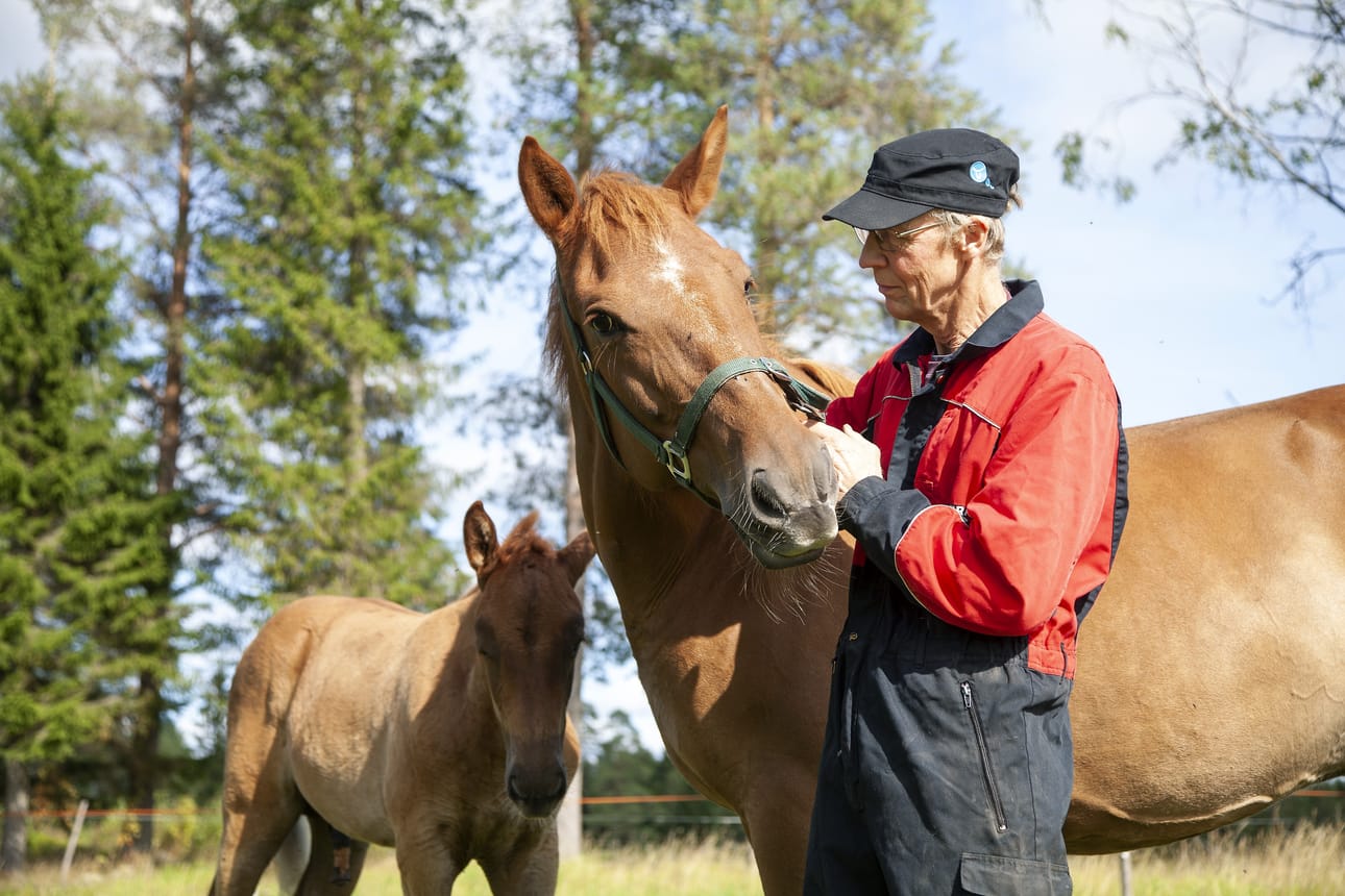Markku Lumiahon menestynein kasvatti Helmin Roosa oli radoilla periksiantamaton taistelija, mutta emänä tamma on hellä ja huolehtivainen. Helmin Roosan esikoisesta Lumi-Oosasta on kehittymässä emänsä kaltainen tähti.