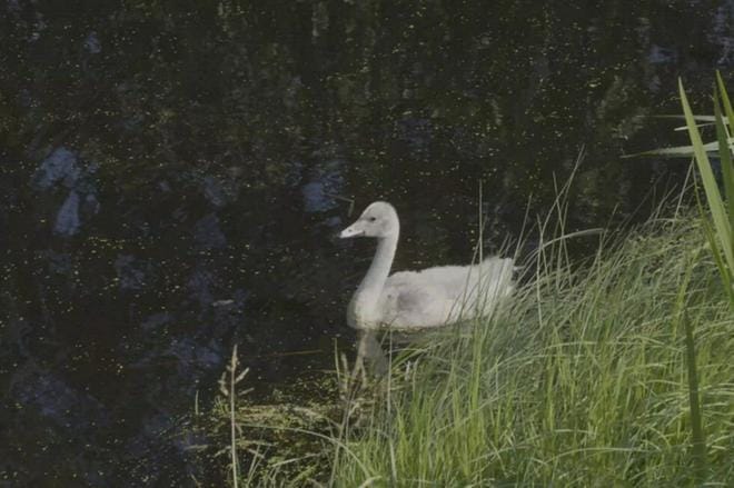 Luonnolliseen ympäristöön päässyt joutsenen poikanen näytti viihtyvän väliaikaisessa kodissaan, joskin sillä on vielä paljon opittavaa joutsenena olemisesta. KUVA: NIKO PELTONIEMI