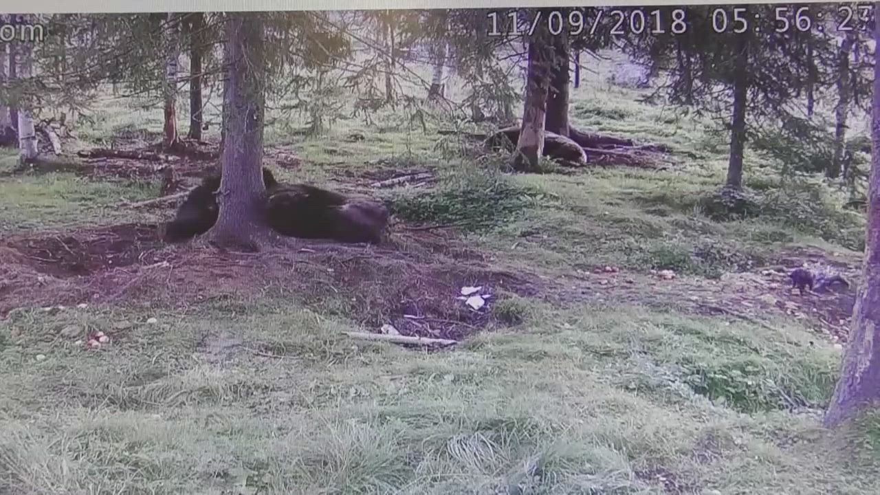 Juuso-karhu venyttelee kaikessa rauhassa ja käyttää heräämiseen pari tuntia