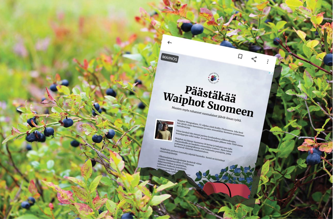 Marja Bothnia Berries osti etusivun mainoksen Helsingin Sanomista.