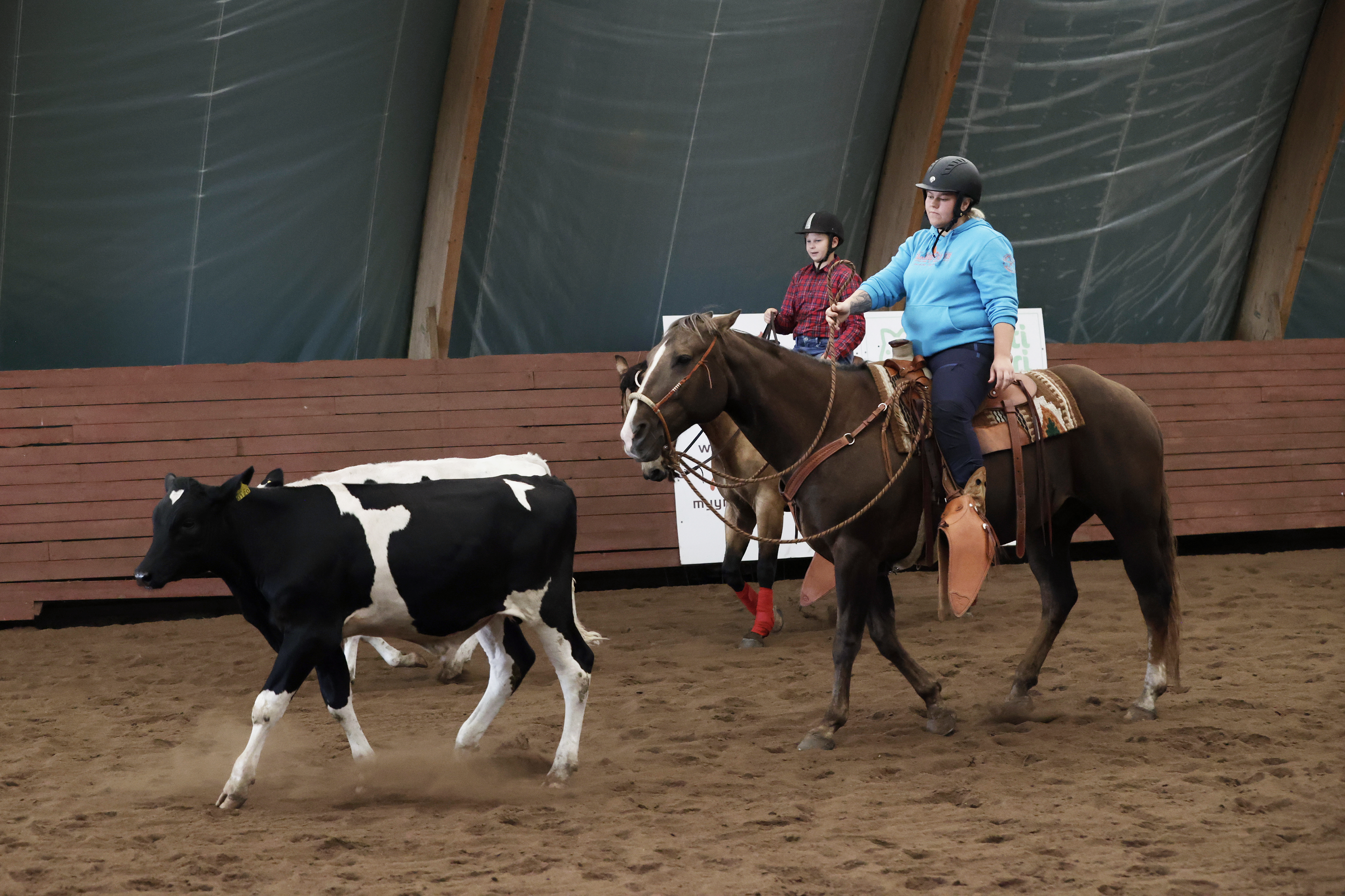 Karjapaimenen työn juurilla – Karjapaimennuksessa hevosesta koulutetaan työntekijä