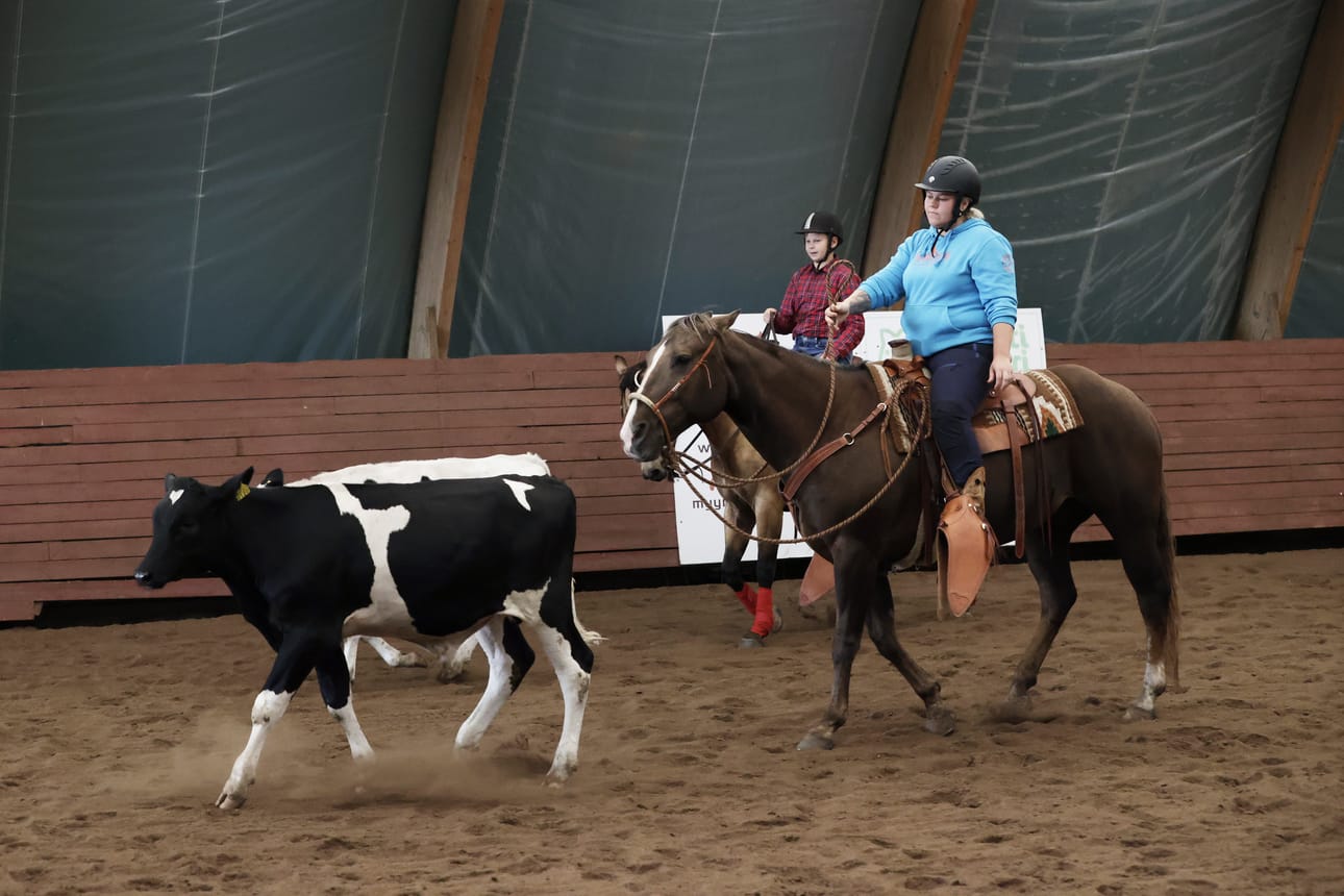 Hevoset ovat hyviä työkavereita karjanajossa, sillä vasikat eivät häiriinny niiden läsnäolosta. Vasikoille hevonen on osa laumaa.