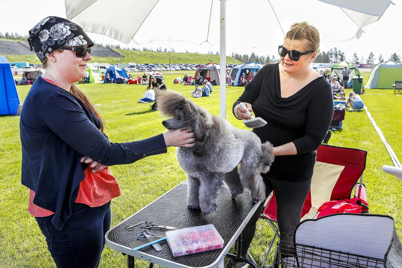 Oululaiset Heidi Moilainen ja Maria Martikainen puunasivat Rovaniemen näyttelyssä kääpiövillakoira Tähteä eli Colorline Kind of Magicia.